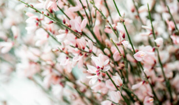 🌿 Les secrets de fertilisation des forêts naturelles : source d’inspiration pour nos jardins ! 🌿