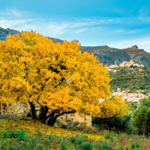 Plantation d’arbres résilients au Pays basque