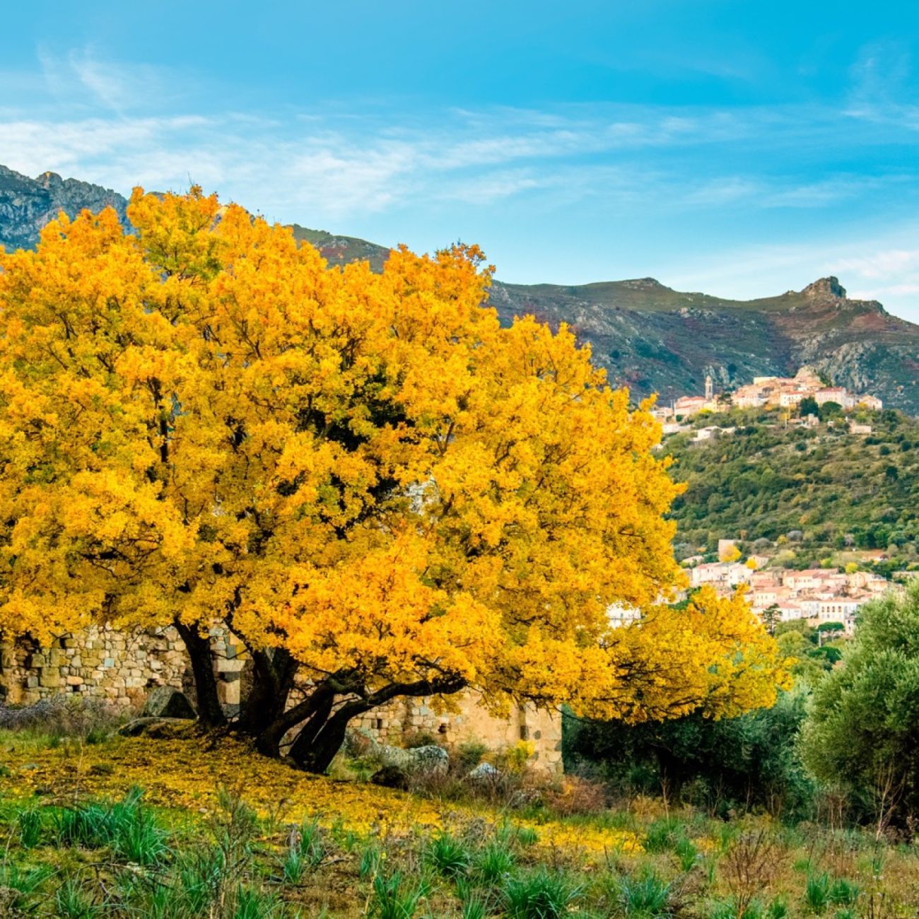 Quels arbres et grands arbustes planter au Pays basque et en France pour 2050 face au changement climatique ?