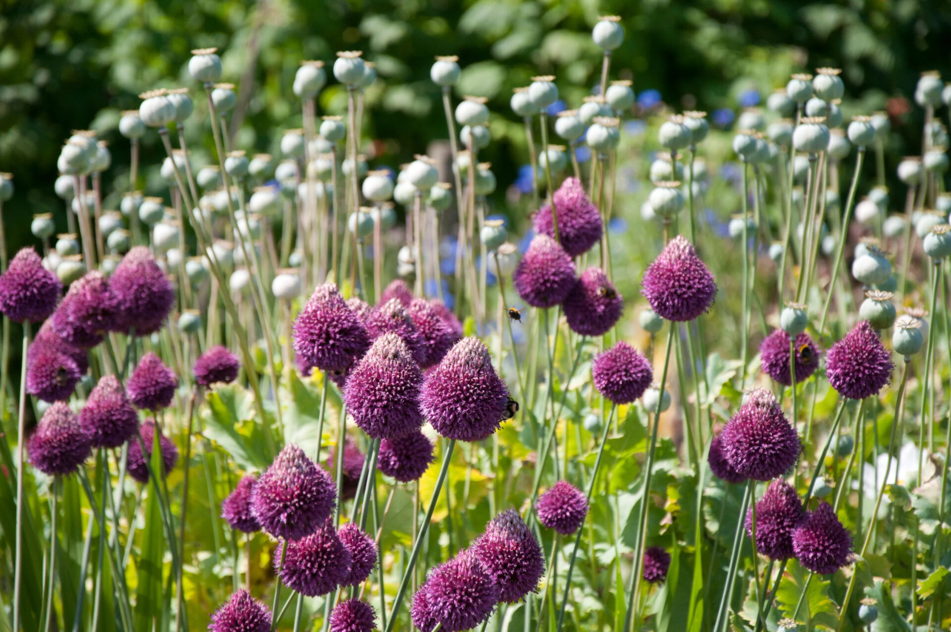 Conseil de saison: Bulbes d’automne