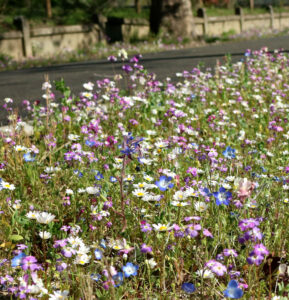 Gazon fleuri Api’Flore – paysage naturel et coloré