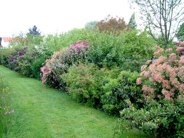 Pourquoi replanter des haies… et comment choisir la bonne ?