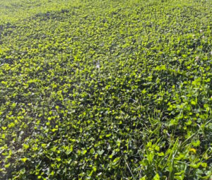 Pelouse Echo Clover – alternative verte et fertile sans engrais