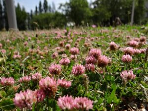 Trèfle fraise en fleurs – pelouse nourricière pour pollinisateurs