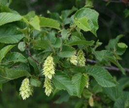 Le Charme houblon Ostrya carpinifolia