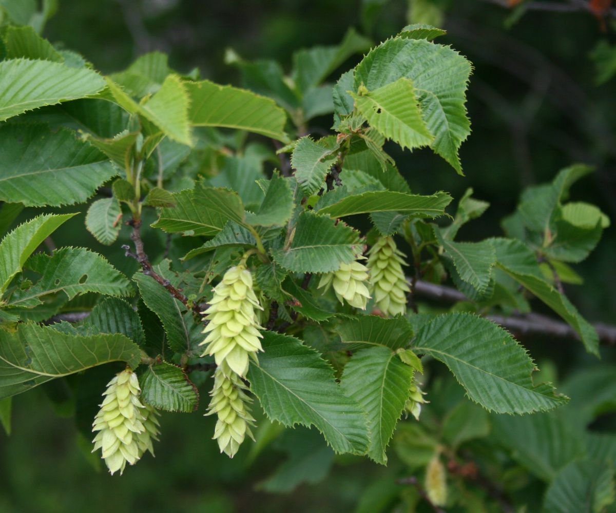 Le Charme houblon Ostrya carpinifolia