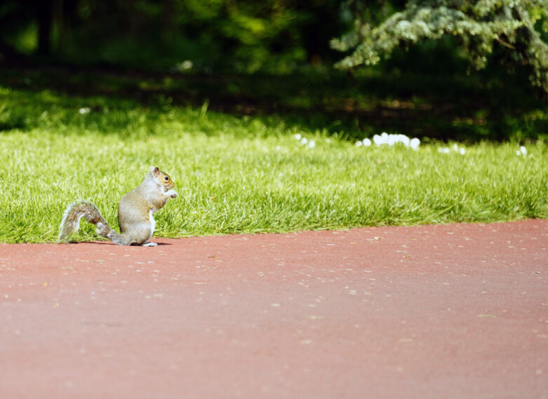 allée-patxi-castro-paysage